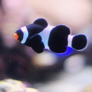 Meet your Posher, Allyson